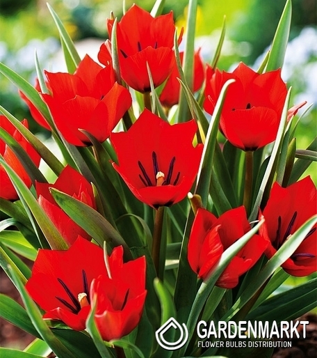 Tulipan Botaniczny Red Hunter 5 szt.