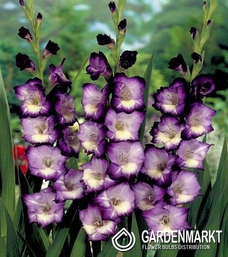 Gladiolus-Mieczyk King s Lynn 5 szt.