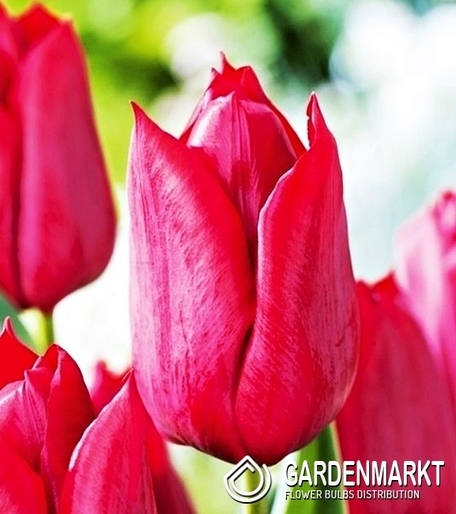 Tulipan na kwiat cięty Strong Love 5 szt.