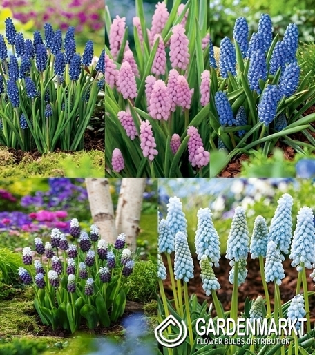 Zestaw Muscari - Szafirek 3