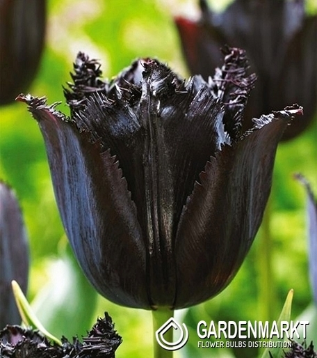 Tulipan Ekskluzywny Fringed Black 5 szt.