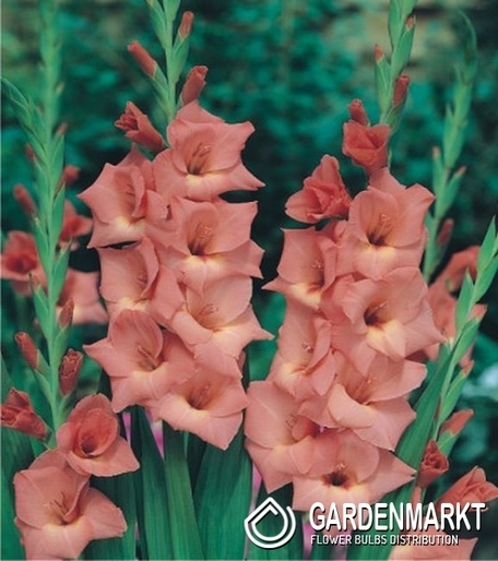 Gladiolus-Mieczyk Wielkokwiatowy Jessica 5 szt.