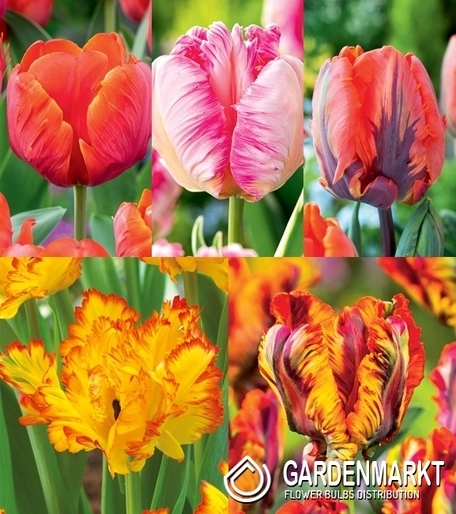 Zestaw Tulipan Papuzi 3