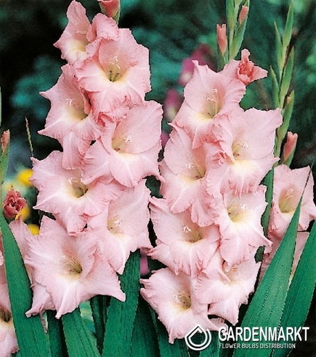Gladiolus-Mieczyk Wielkokwiatowy Rose Supreme 5 szt.