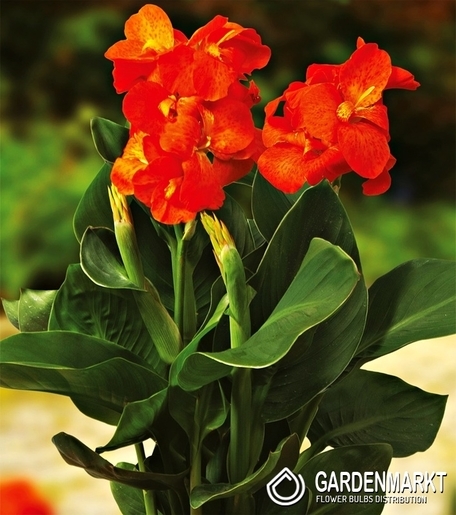 Canna-Kanna Happy Cleo 1 szt.