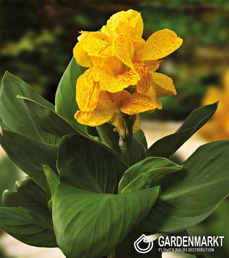 Canna-Kanna Happy Emily 1 szt.