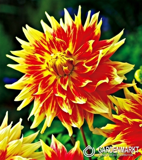 Dalia Dekoracyjna Bodacious 1 szt.