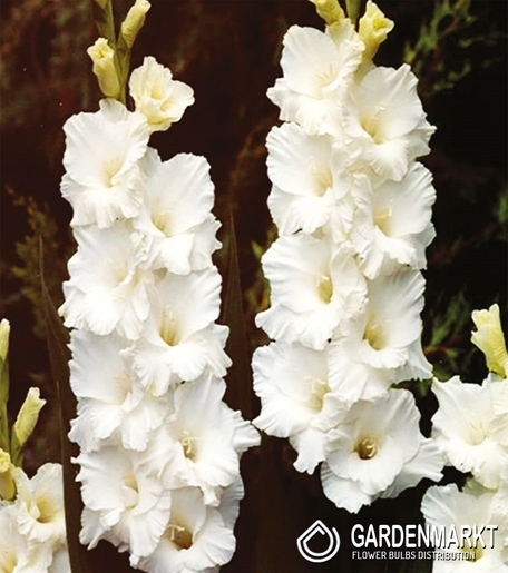Gladiolus-Mieczyk Wielkokwiatowy Bangladesh 5 szt.