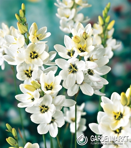 Ixia - Iksja Giant 10 szt.