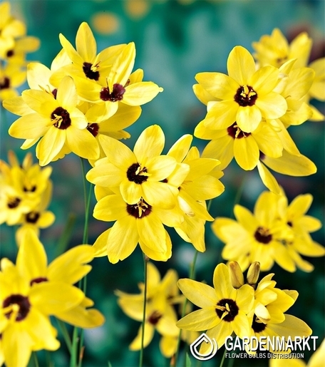 Ixia - Iksja Yellow Emperor 10 szt.