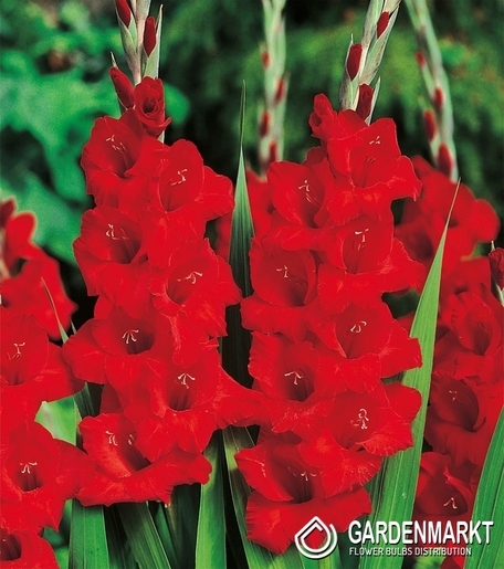 Gladiolus-Mieczyk Wielkokwiatowy Advance Red 5 szt.