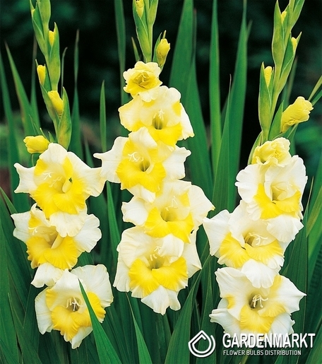 Gladiolus - Mieczyk Wielkokwiatowy Buggy 5 szt.