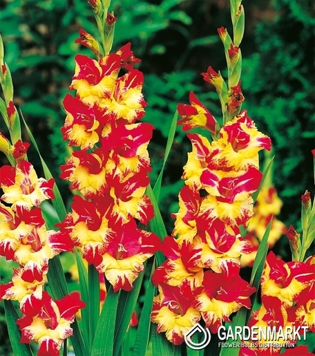 Gladiolus - Mieczyk Wielkokwiatowy Stereo 5 szt.