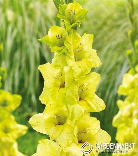 Gladiolus - Mieczyk Prima Verde 5 szt.