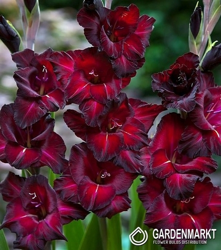 Gladiolus-Mieczyk Wielkokwiatowy Black Star 5 szt.