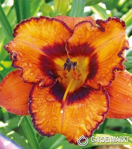 Hemerocallis - Liliowiec San Louis Halloween 1 szt.