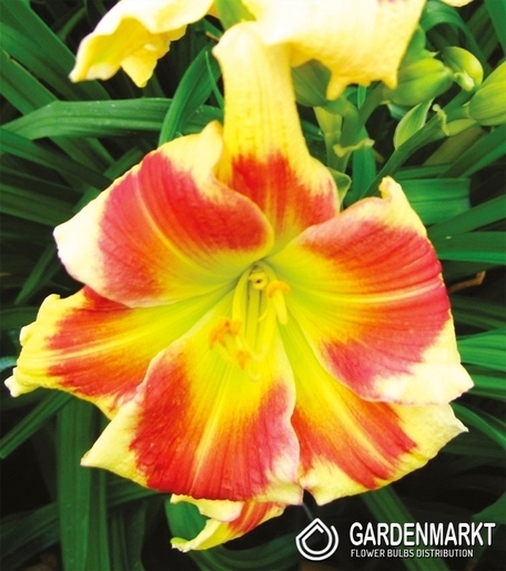 Hemerocallis - Liliowiec Tropical Passion 1 szt.