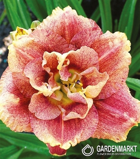 Hemerocallis - Liliowiec Happy Hooligan 1 szt.