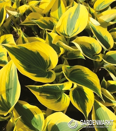 Hosta -Funkia Autumn Frost 1 szt.