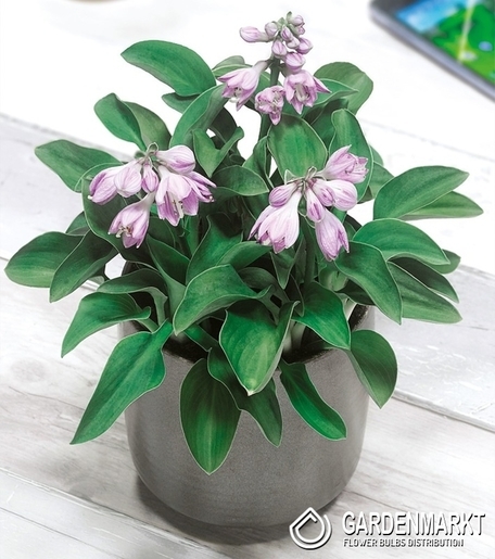Hosta - Funkia Blue Mouse Ears 1 szt.