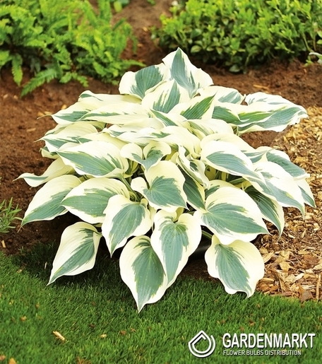 Hosta - Funkia Firn Line 1 szt.