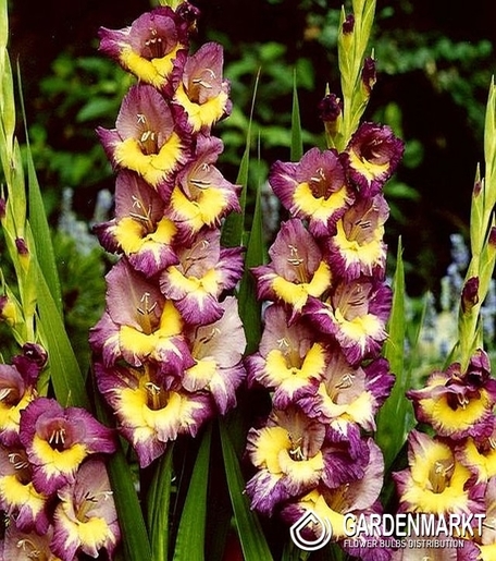 Gladiolus-Mieczyk Wielkokwiatowy Dynamite 5 szt.