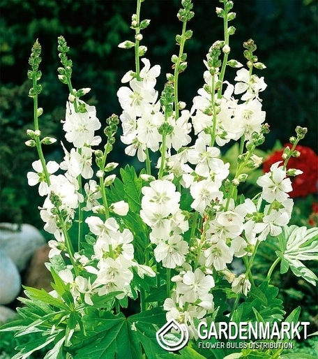 Sidalcea Candida - Ślazownik 1 szt.