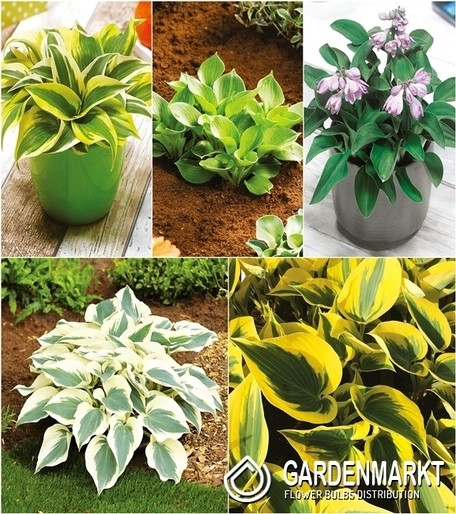 Zestaw Hosta-Funkia 5 I wybór