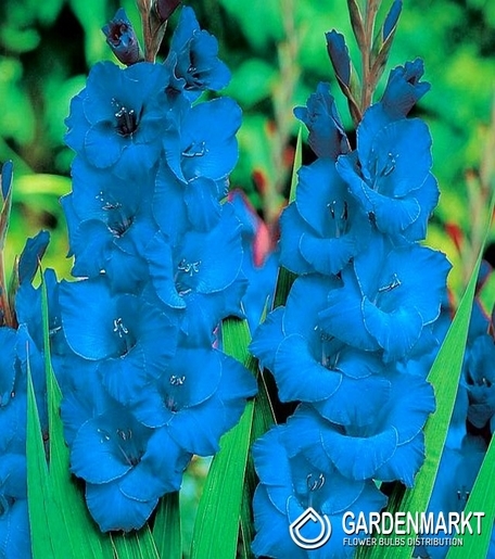Gladiolus - Mieczyk Niebieski 5 szt.