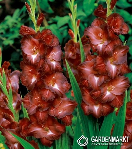 Gladiolus-Mieczyk Wielkokwiatowy Chocolate 5 szt.