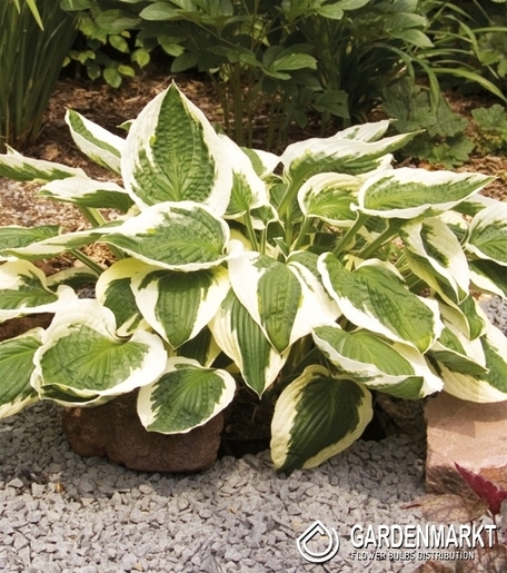 Hosta - Funkia Patriot 1 szt.