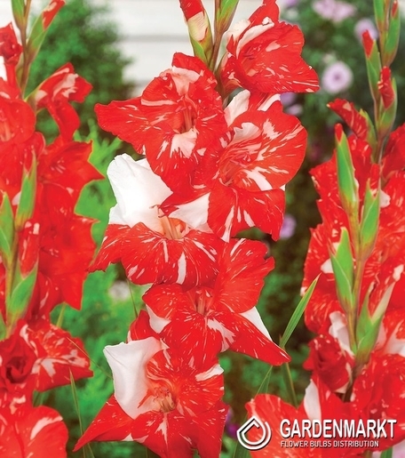 Gladiolus-Mieczyk Wielkokwiatowy Zizane 5 szt.