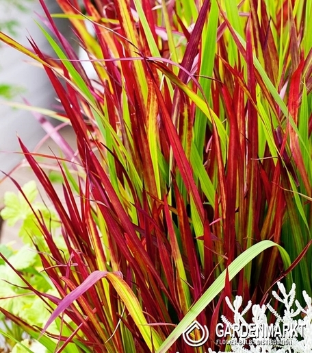IMPERATA CYLINDRICA RED BARON - TRAWA OZDOBNA CZERWONA-Doniczka P9-1 SZT.