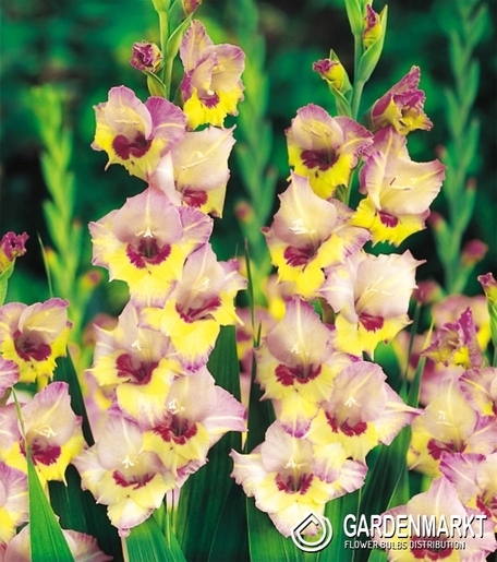 Gladiolus-Mieczyk Wielkokwiatowy Sapporo 5 szt.