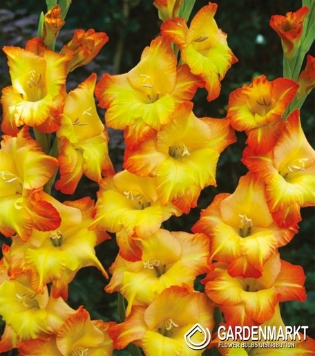 Gladiolus-Mieczyk Wielkokwiatowy Sunshine 5 szt.
