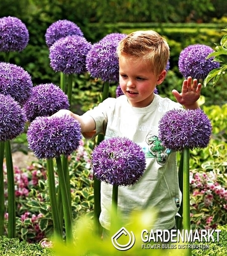 Allium - Czosnek Ambassador 1 szt.