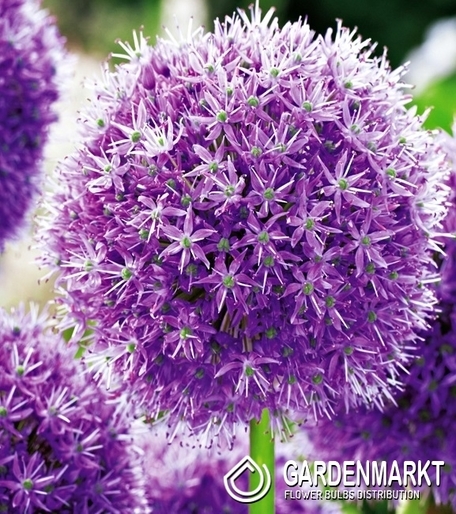 Allium - Czosnek His Excellency 1 szt.