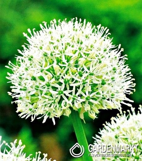 Allium - Czosnek Mount Everest 1 szt.