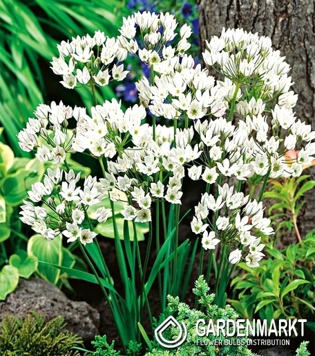 Brodiaea Triteleia Hyacinthina White 10 szt.