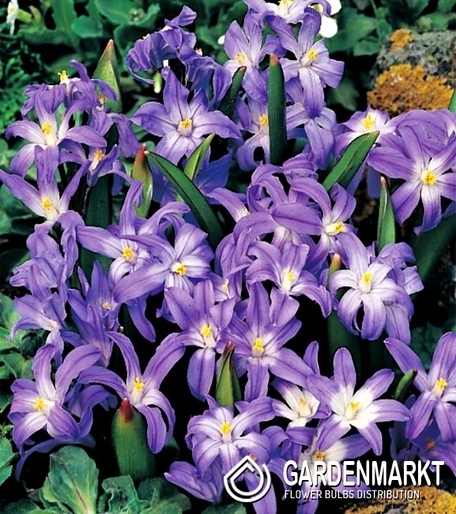 Chionodoxa Forbesi Blue - Śnieżnik Niebieski 10 szt.