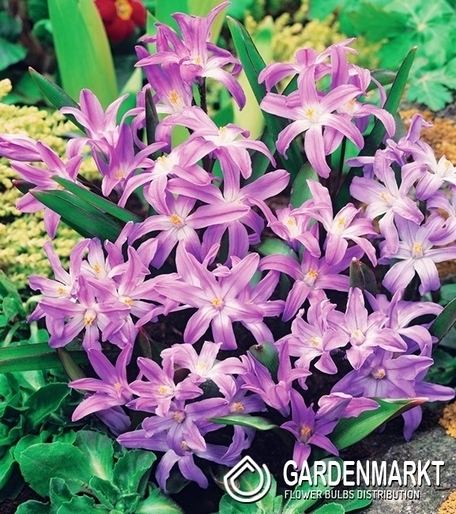 Chionodoxa Luciliae - Śnieżnik Lśniący Rose Queen 10 szt.