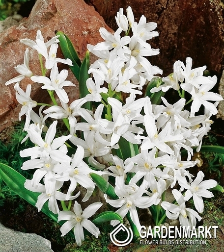 Chionodoxa Luciliae - Śnieżnik Lśniący Alba 10 szt.