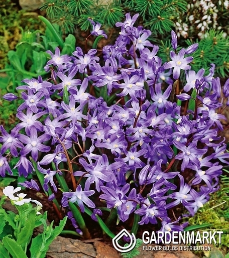 Chionodoxa Luciliae - Śnieżnik Lśniący Violet Beauty 10 szt.