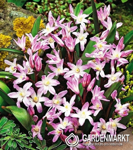 Chionodoxa Forbesi - Śnieżnik Pink Giant 10 szt.