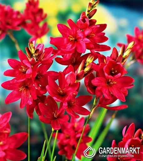 Ixia - Iksja Venus 10 szt.