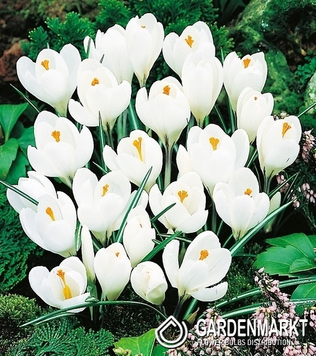Krokus Biały 50 szt.