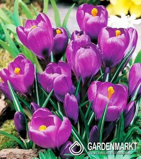 Krokus Fioletowy 50 szt.