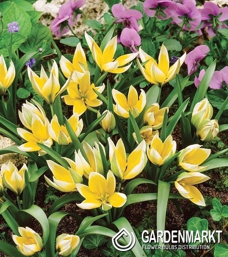 Tulipan Botaniczny Tarda 100 szt.