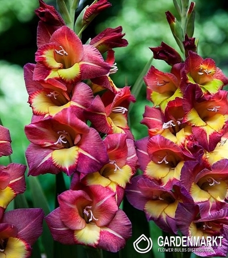 Gladiolus-Mieczyk Wielkokwiatowy Brescia 5 szt.