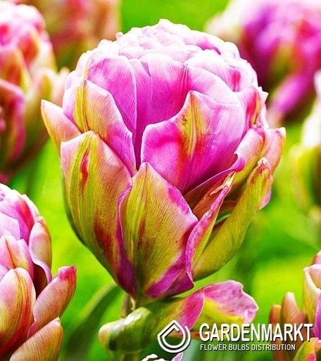 Tulipan Lodowy Violet Prana 5 szt.